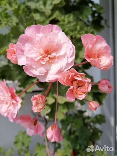 Пеларгония Леона Галактика