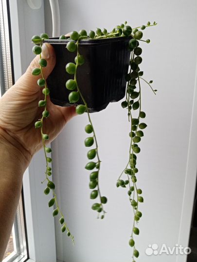 Крестовник Роули, суккулент