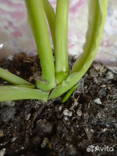 Филодендрон белый мрамор