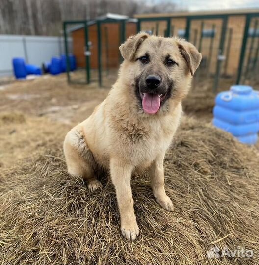 Мотя - смешное пушистое облачко