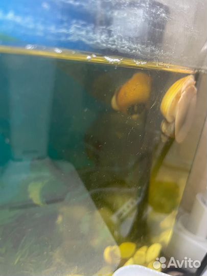 Аквариум с рыбками