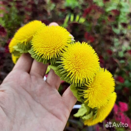 Ободок с одуванчиками