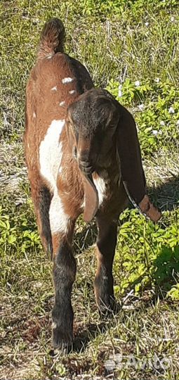 Козел камори