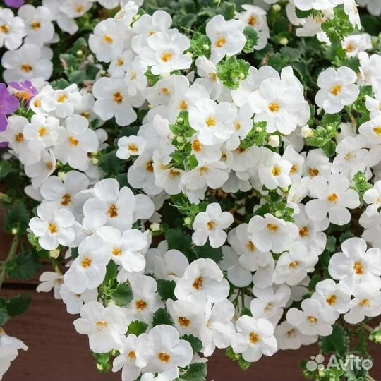 Бакопа вегетативная