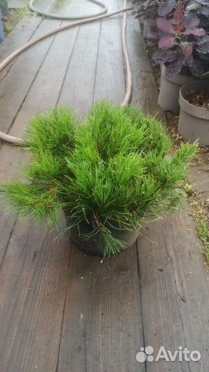 Сосна горная пумилио