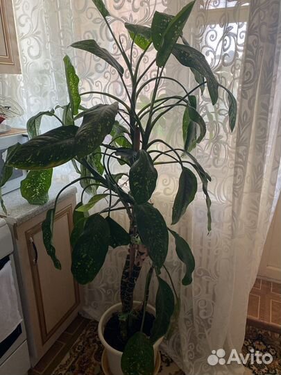 Диффенбахия