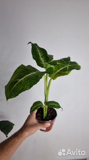 Диффенбахия