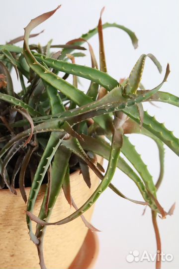 Алоэ, оксалис, толстянка