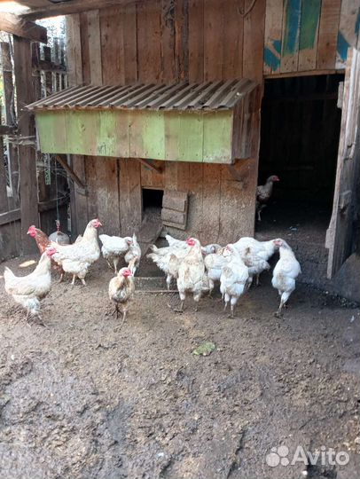 Куры молодки несушки