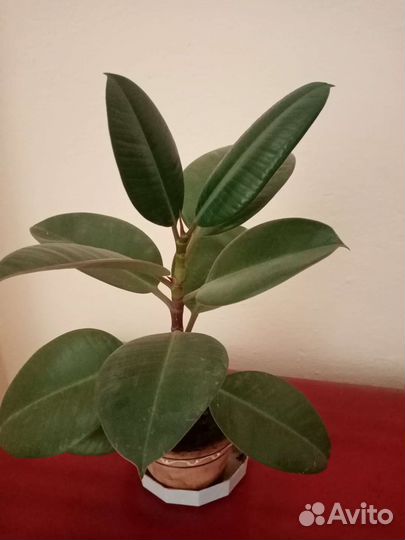 Цветы для вашего дома