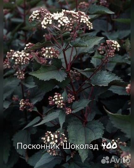 Посконник,Молочай,Форзиция, Кизильник,Дейция