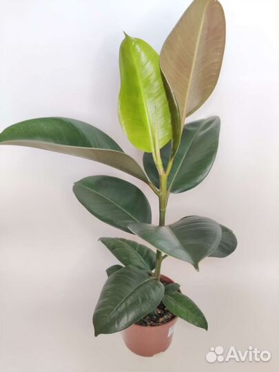Фикус эластика робуста