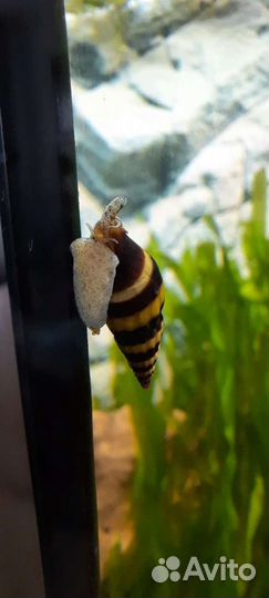 Улитка Хелена