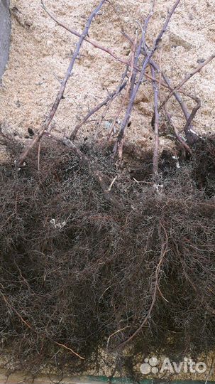 Саженцы малины оптом,делнива,амира,прималба и др