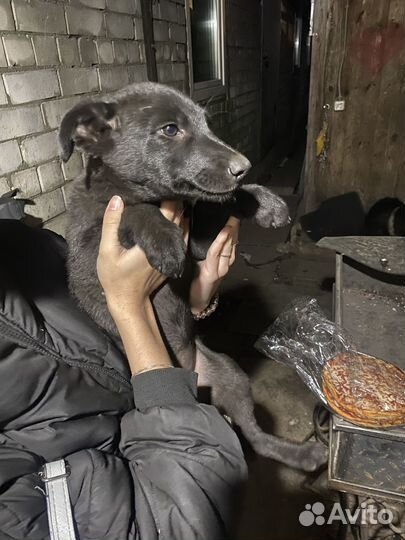 Щенок овчарки