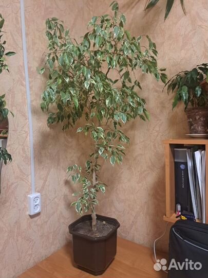 Фикус бенджамина большой