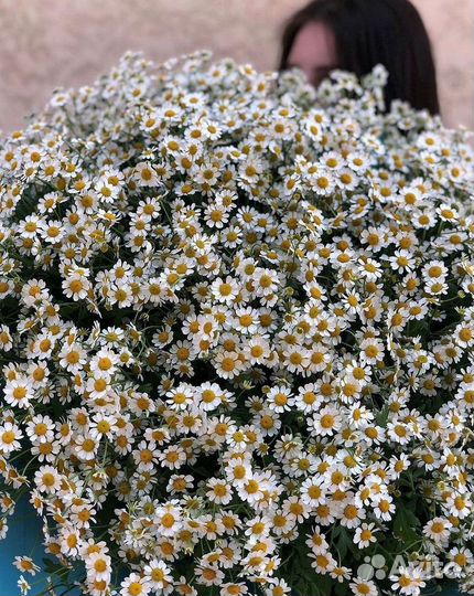 Ромашки Букет из ромашек доставка