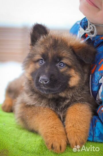 Немецкая овчарка