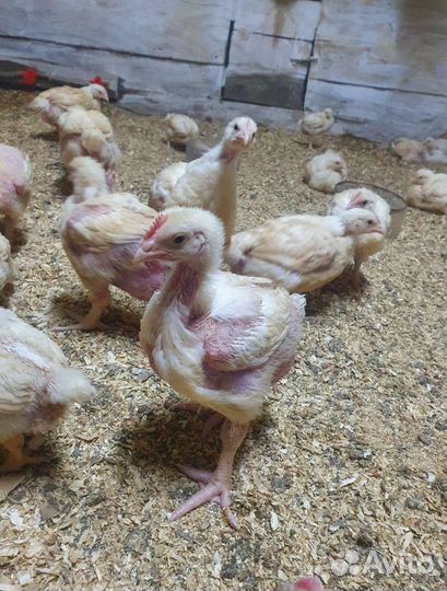 Бройлер 2х недельный. Цыплята