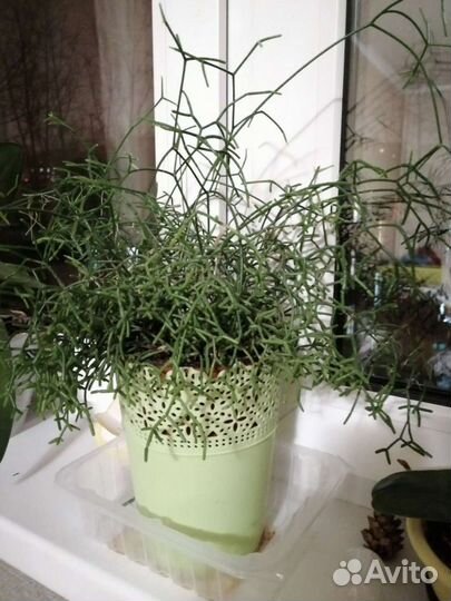 Черенки гибискуса, хойи Белла, цимбалярии