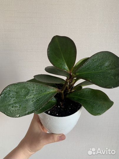 Пеперомия клузиелистная