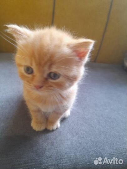 Котята в добрые руки приучены к лотку