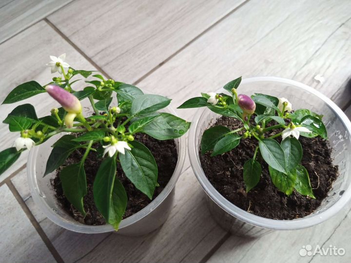 Перчик Эврика