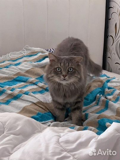 Сибирский кот вязка