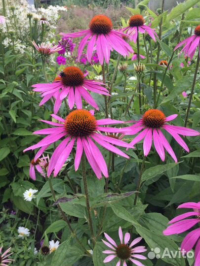 Неприхотливые многолетники