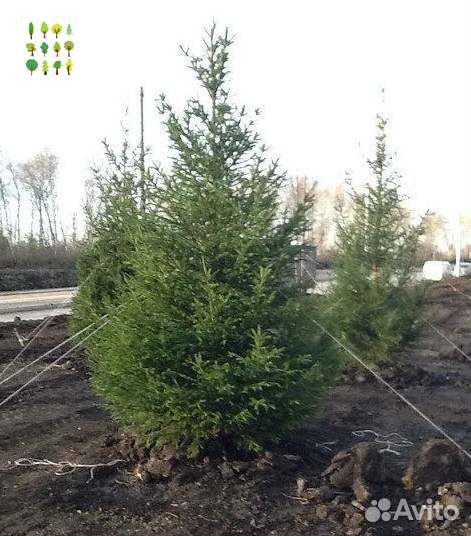 Саженцы ели опт с гарантией
