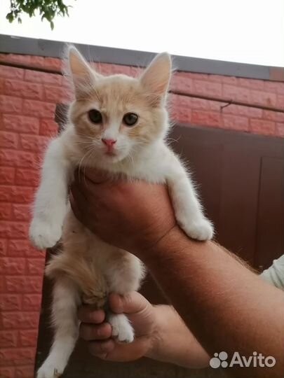 Отдам котенка в добрые руки