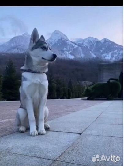 Сибирский хаски вязка