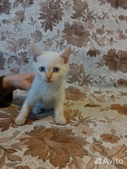 Кошка в дар бесплатно