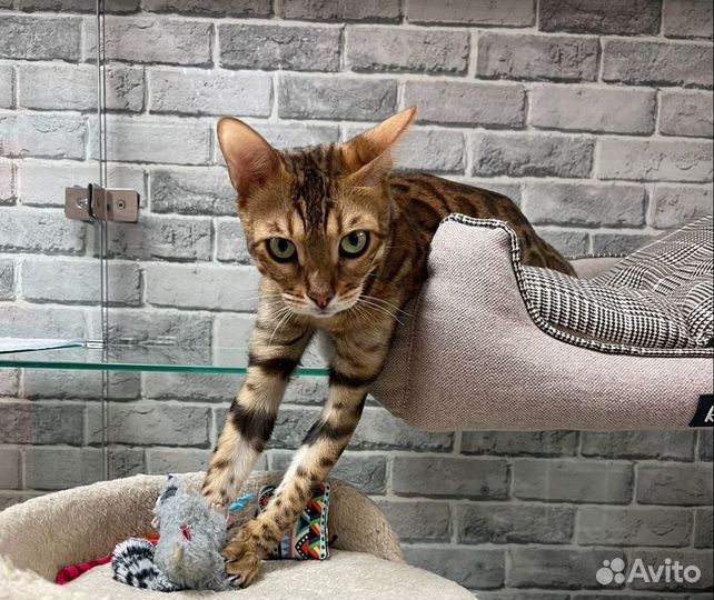 Зоогостиница, гостиница для животных, кошек