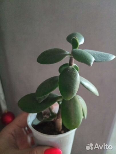 Толстянка. Денежное дерево