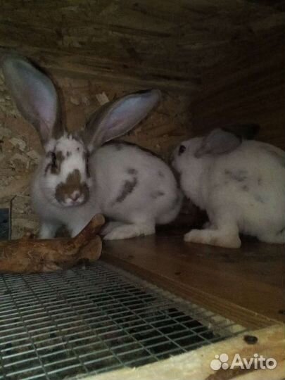 Продам кроликов