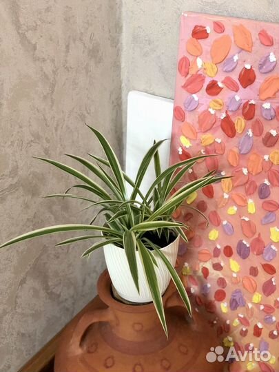 Хлорофитум