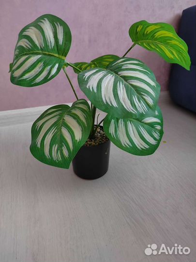 Декоративные композиции растений и цветов