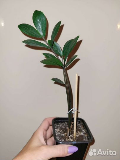 Замиокулькас