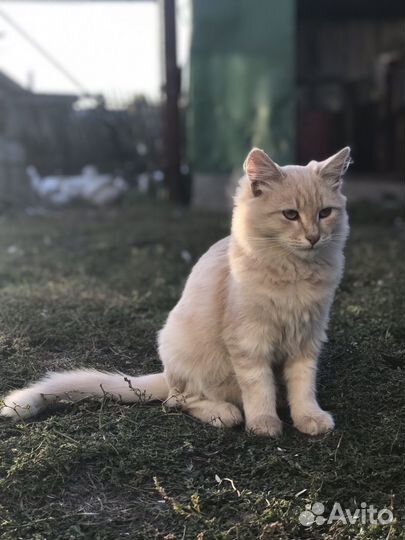 Котята 6 мес