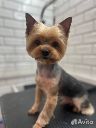 Груминг стрижка йорк модели на стрижку