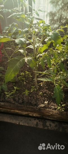 Рассада помидор