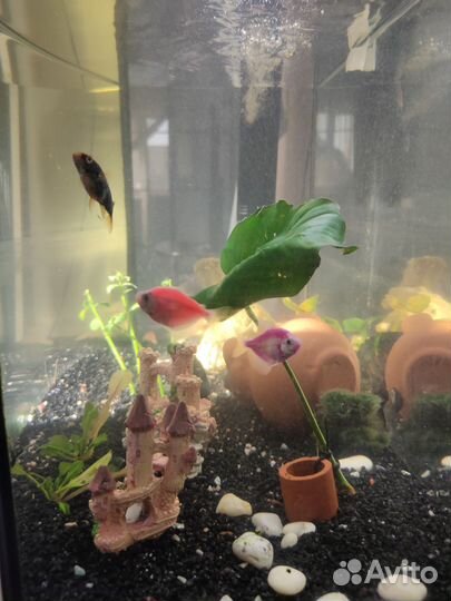 Аквариум с тумбой
