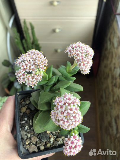 Суккуленты