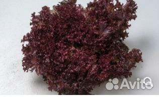 Семена Салата 