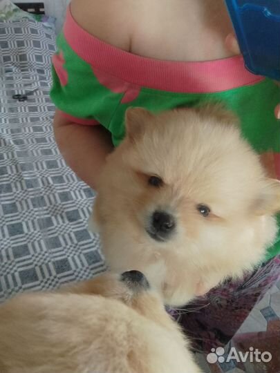 Померанский шпиц мини щенок