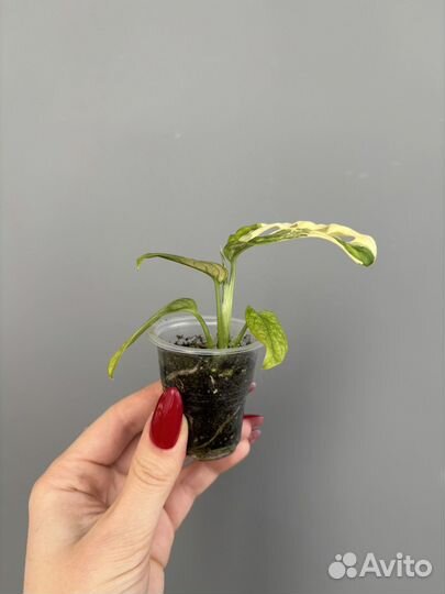 Монстера адансона вариегатная триколор