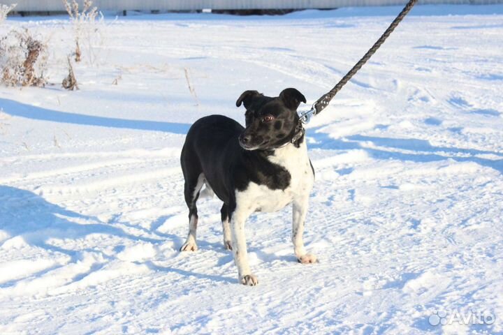 Жуля, метисочка маленького размера