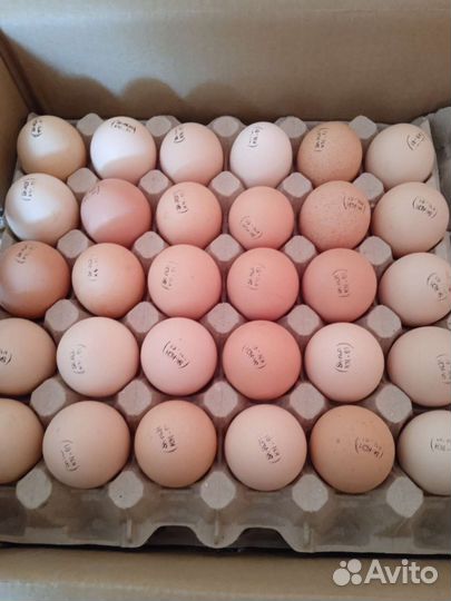 Цыплята бройлеры импорт