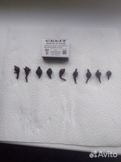 Алоказия Шкура Дракона